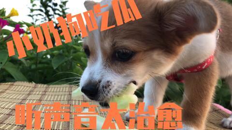 娱乐吃瓜酱送小狗视频