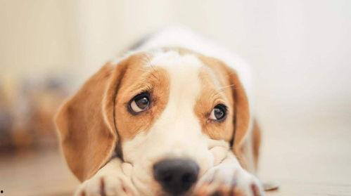 娱乐吃瓜酱送小狗视频