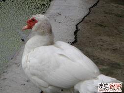 娱乐吃瓜鹅鸭,吃瓜鹅鸭带你探秘明星幕后故事  第2张